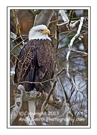 Bald Eagle on the Lackawaxen